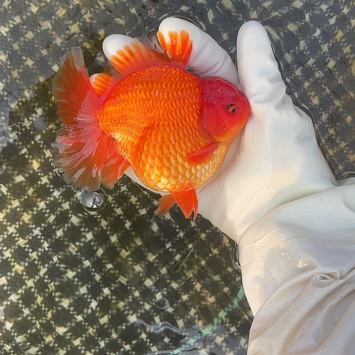 金鱼金鱼485589588858