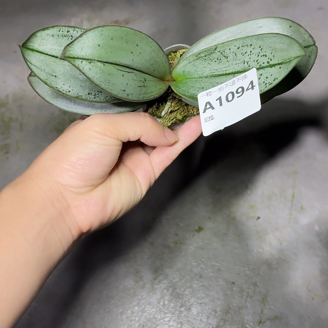 当前无花朵，栽培后可花朵A1094春日香草