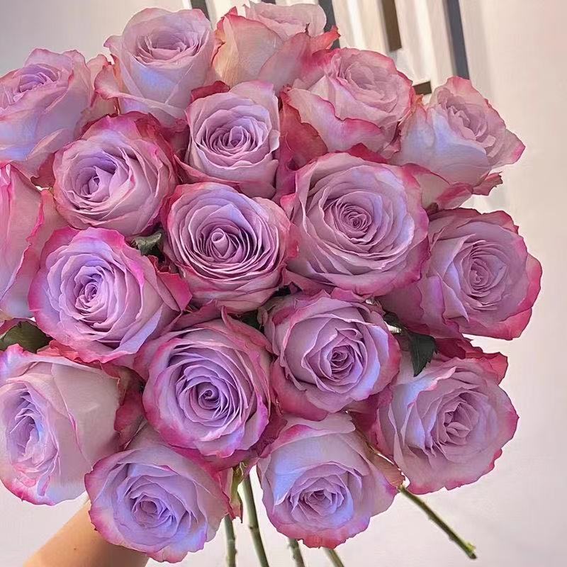 【气场 】新品切花玫瑰复古灰紫调月季花苗