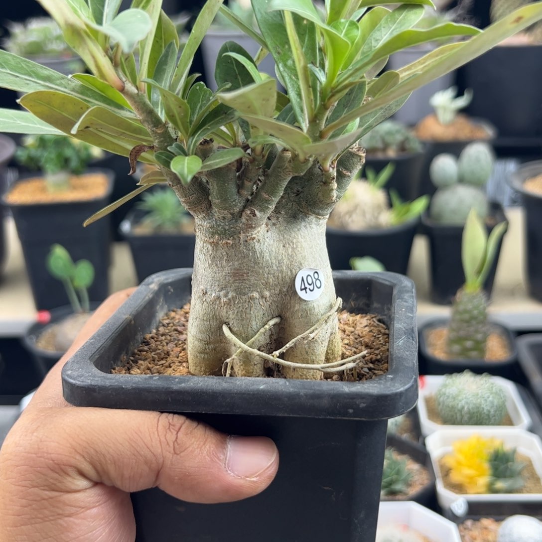 哥斯拉沙漠玫瑰一物一拍带盆发