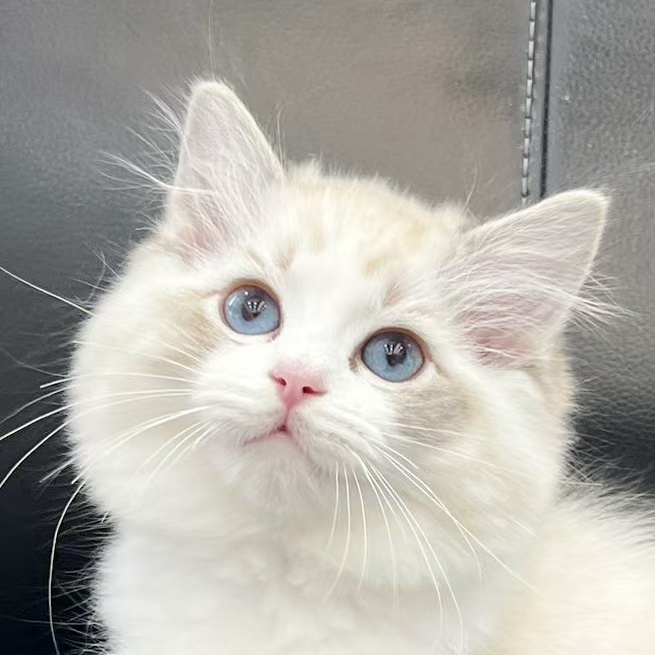 来了姊妹-海山双布偶猫 妹妹 24