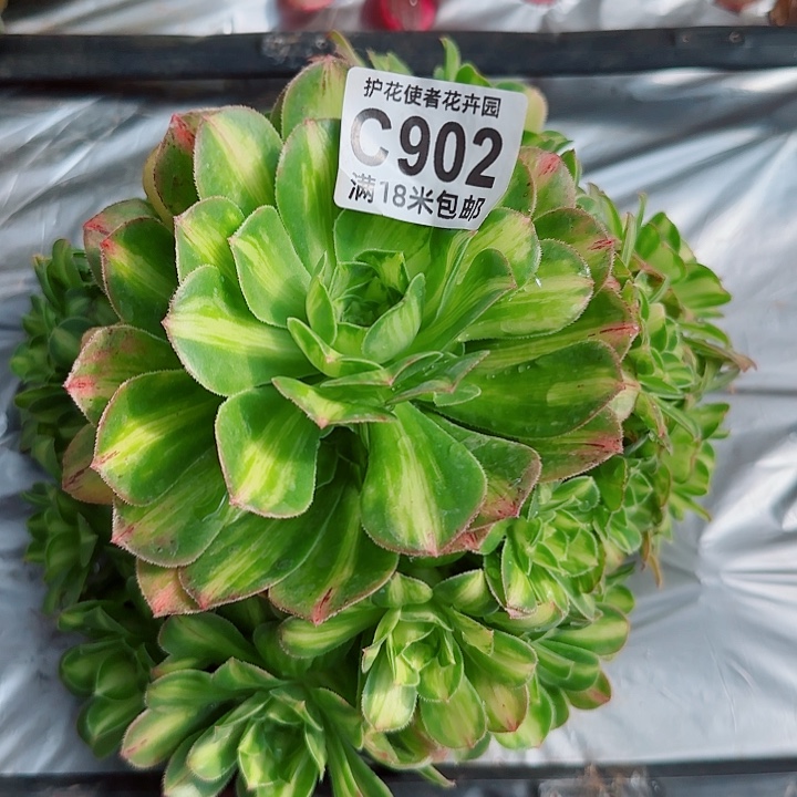 多肉法师五彩琉璃
