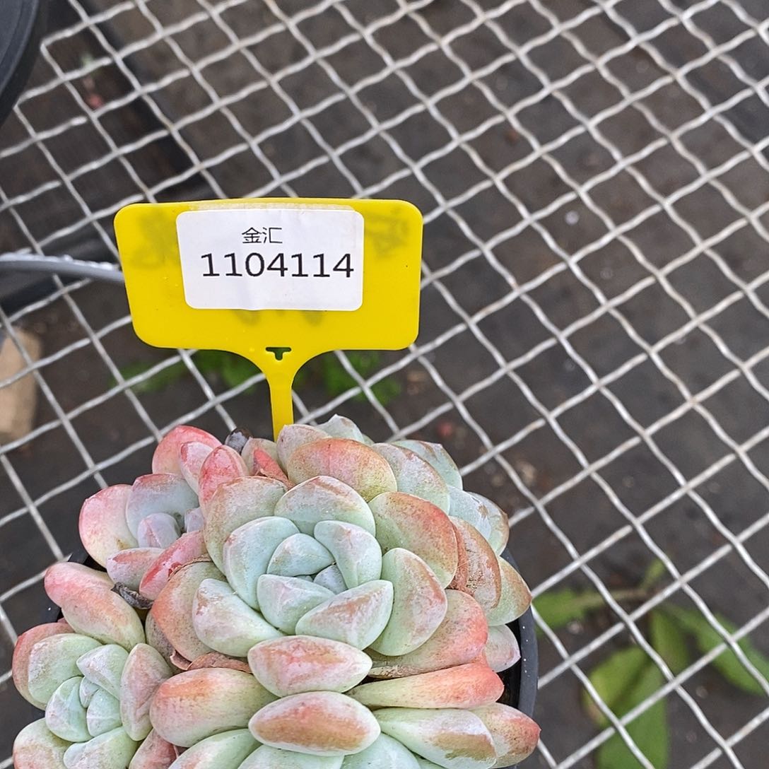 福利多多，1104114