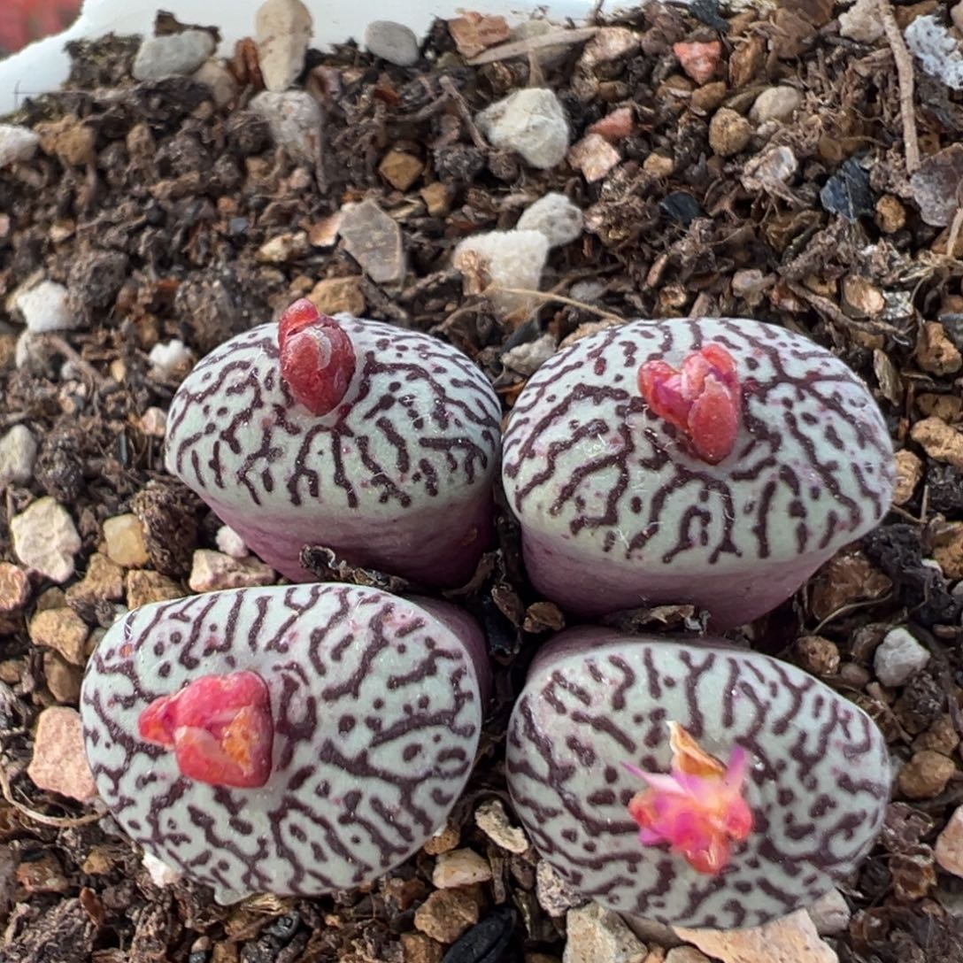 100多肉植物百科植物