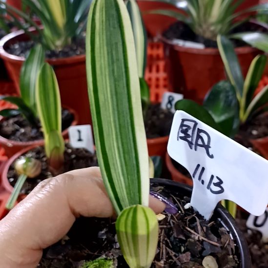 国***儿君子兰一物一拍谢谢