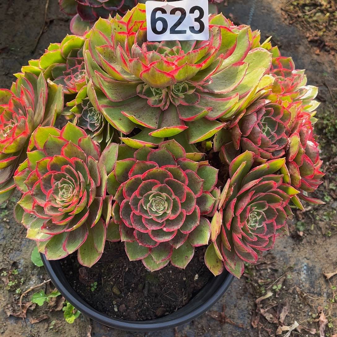 多肉法师623号粉花妖发货不包损