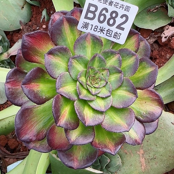 多肉法师海王七彩