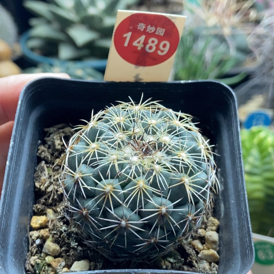 实生伊莎贝拉娇丽变种4.3cm