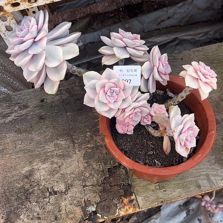 柯***桥紫乐粉锦，一物一拍