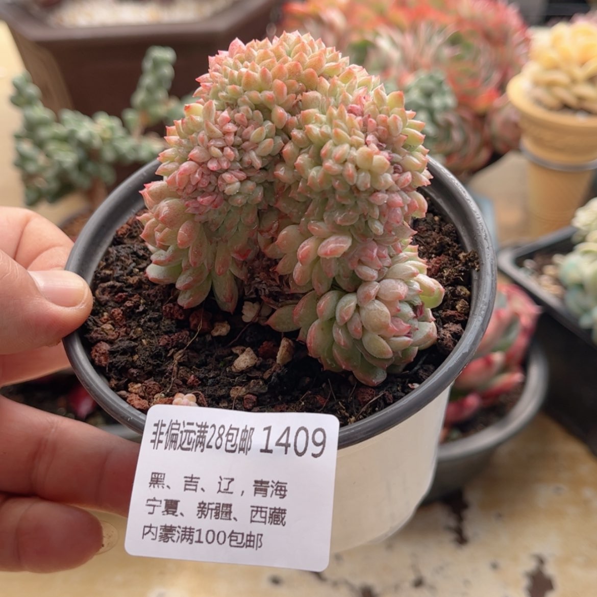 【闪购商品】1409小粉梅缀