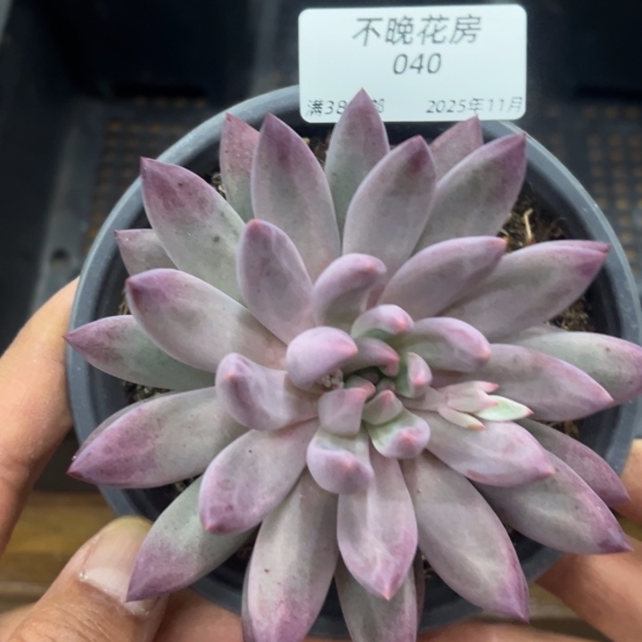 张张精品多肉甄选040