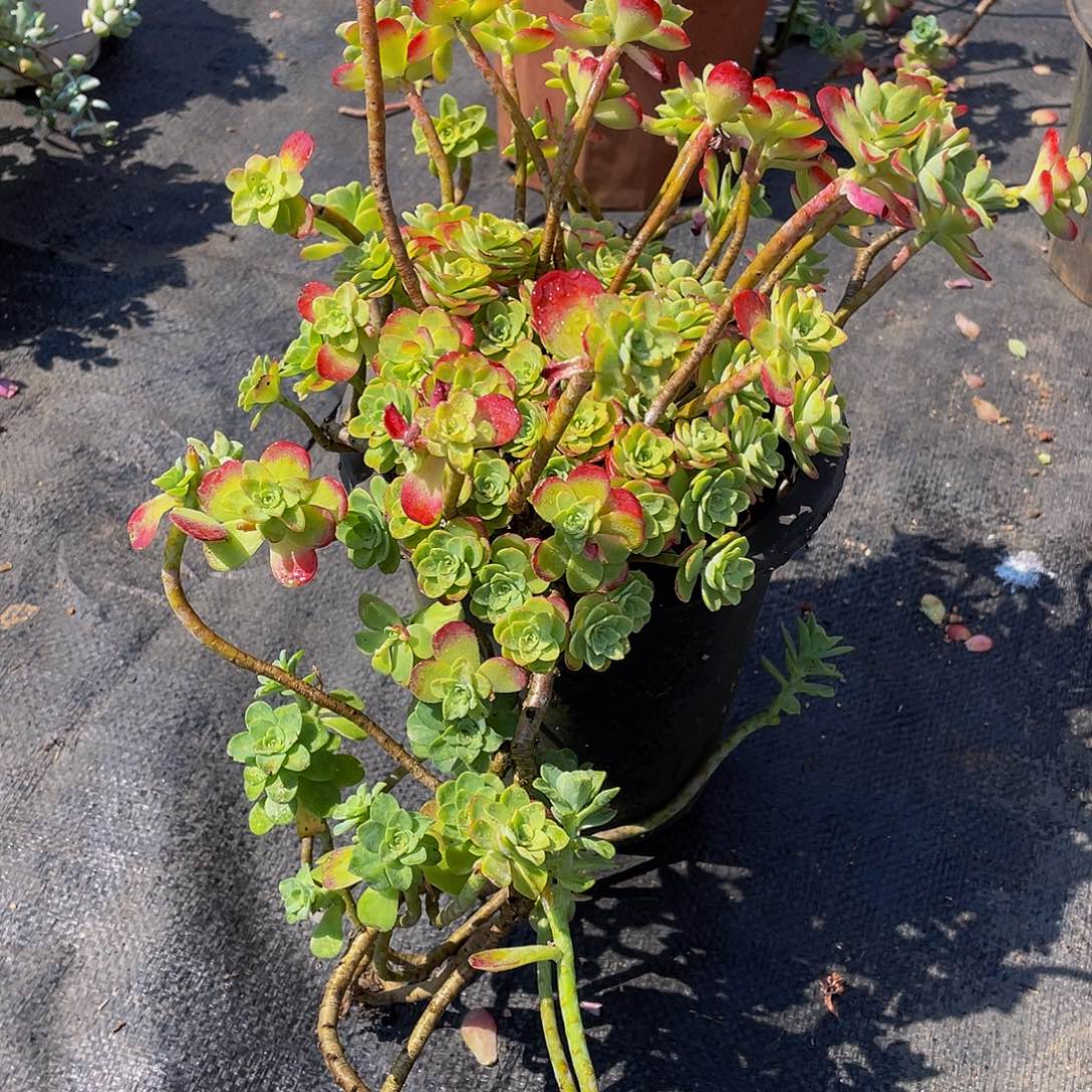 薄化妆多肉植物群2278