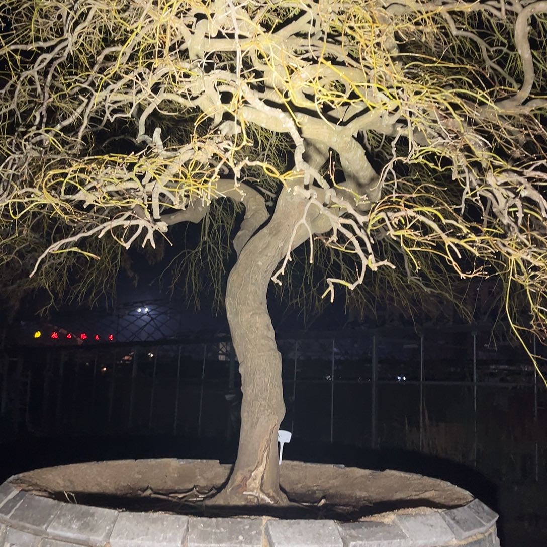 无花朵庭院景观羽毛枫