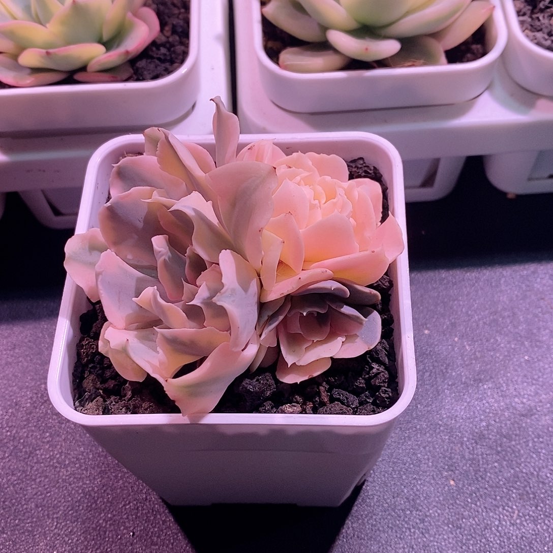 语****子多肉植物老桩多肉植物