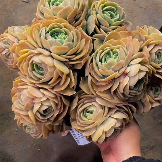 婵*宝桃花坞14111多肉