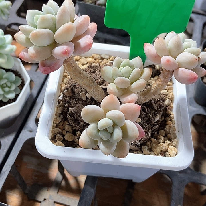 多肉植物洛神979