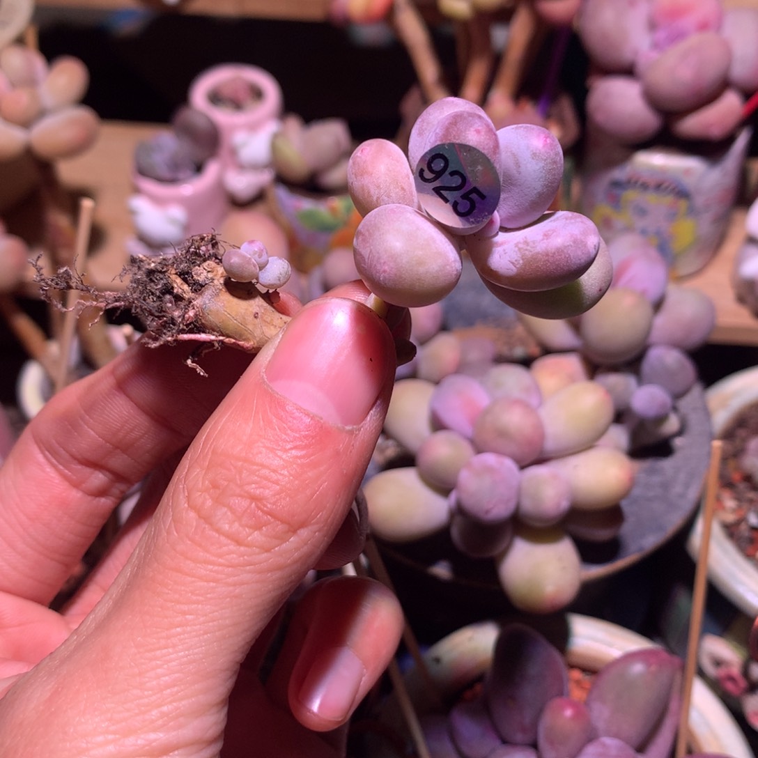 韩国奶酪多肉925