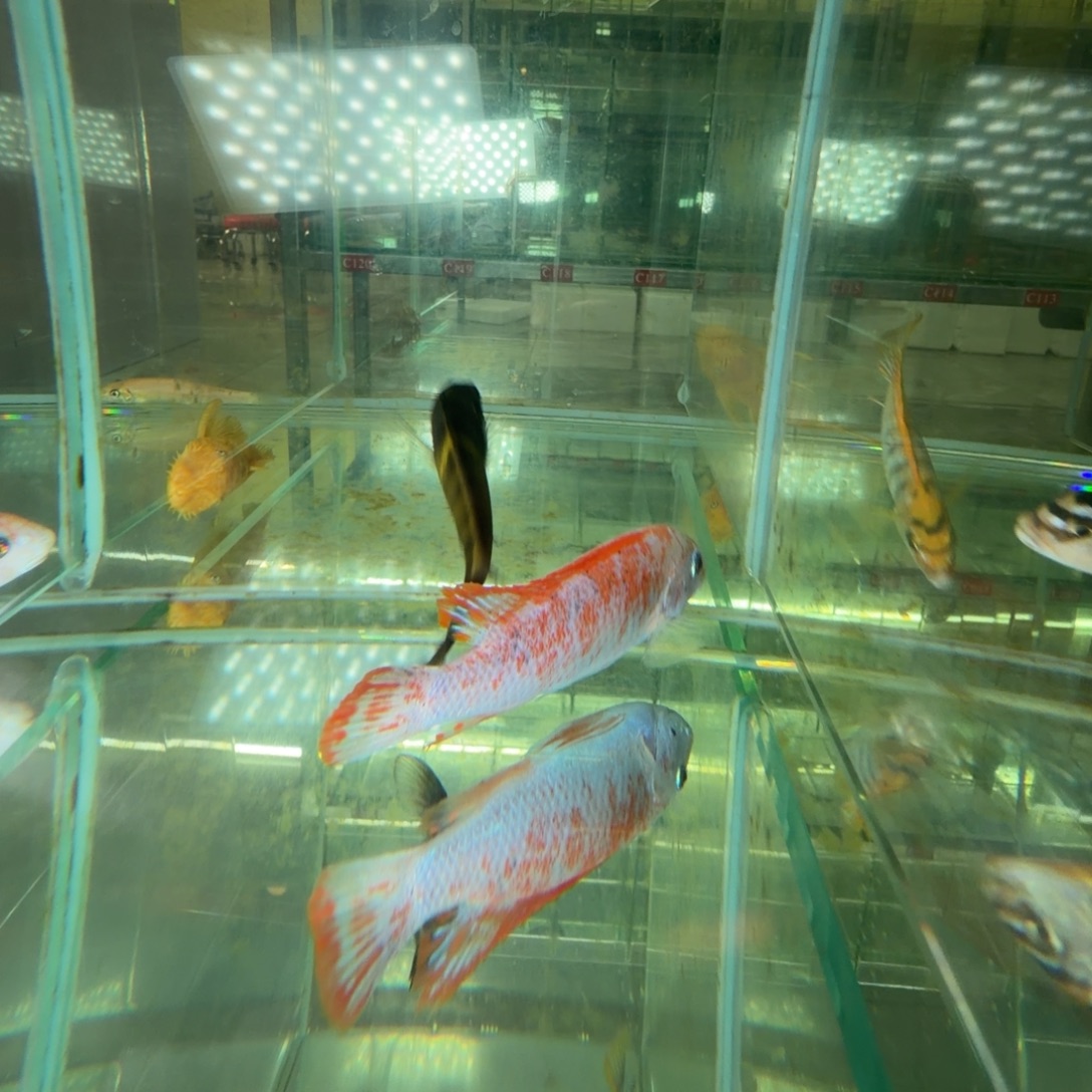 海水鱼C238-O公20