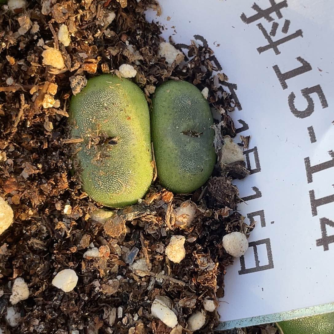 15-114水晶鞋多肉植物