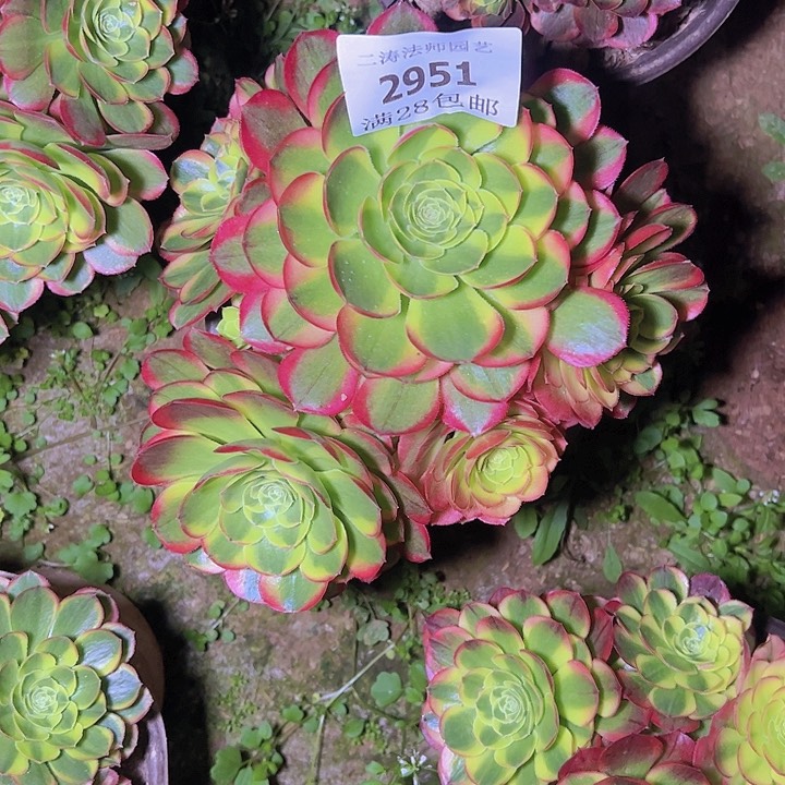 2951奶白多肉植物老桩