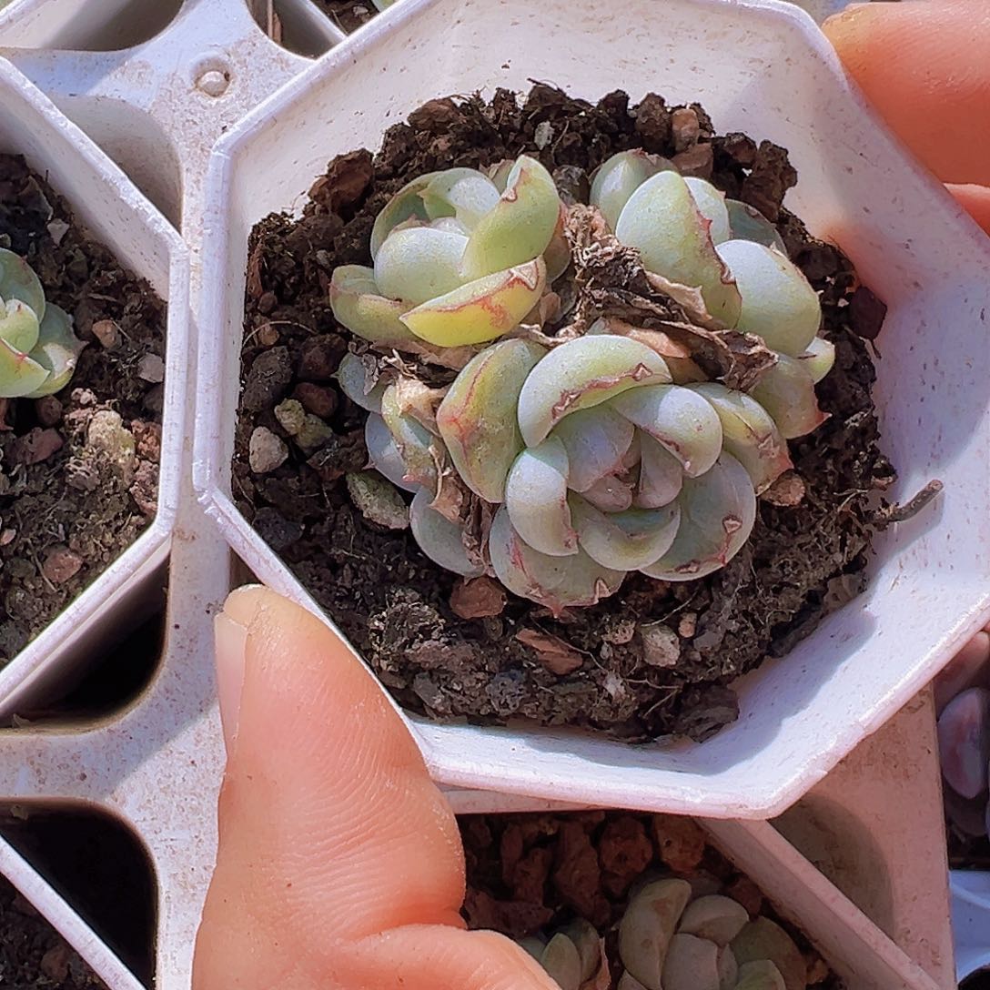 胖虎群19包邮多肉