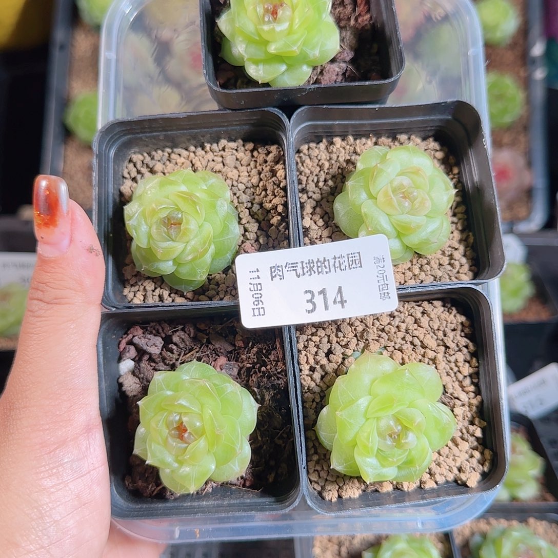 1106--314仙音量拍一物一拍