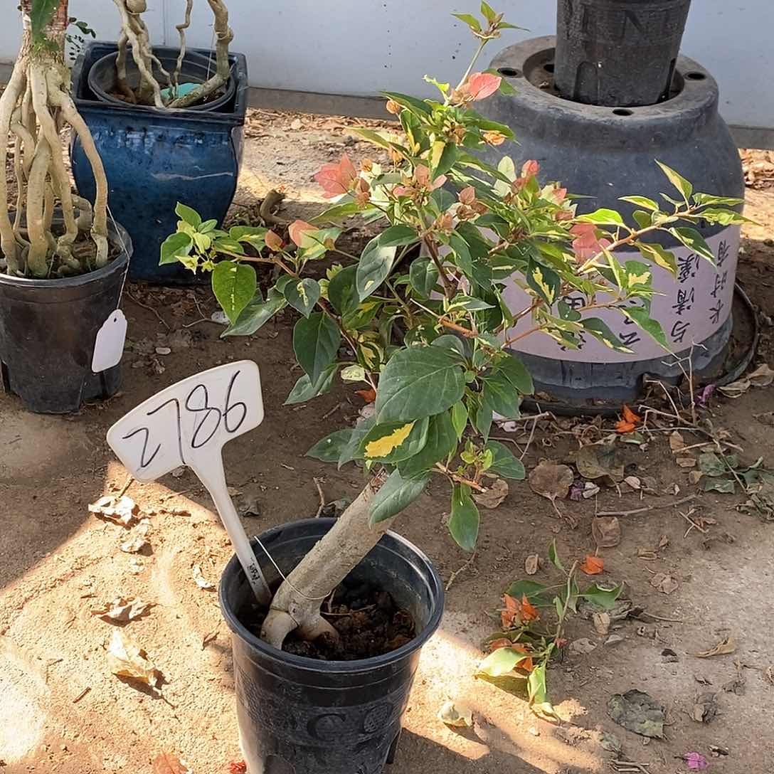 大部分开放少量花苞橙白2786