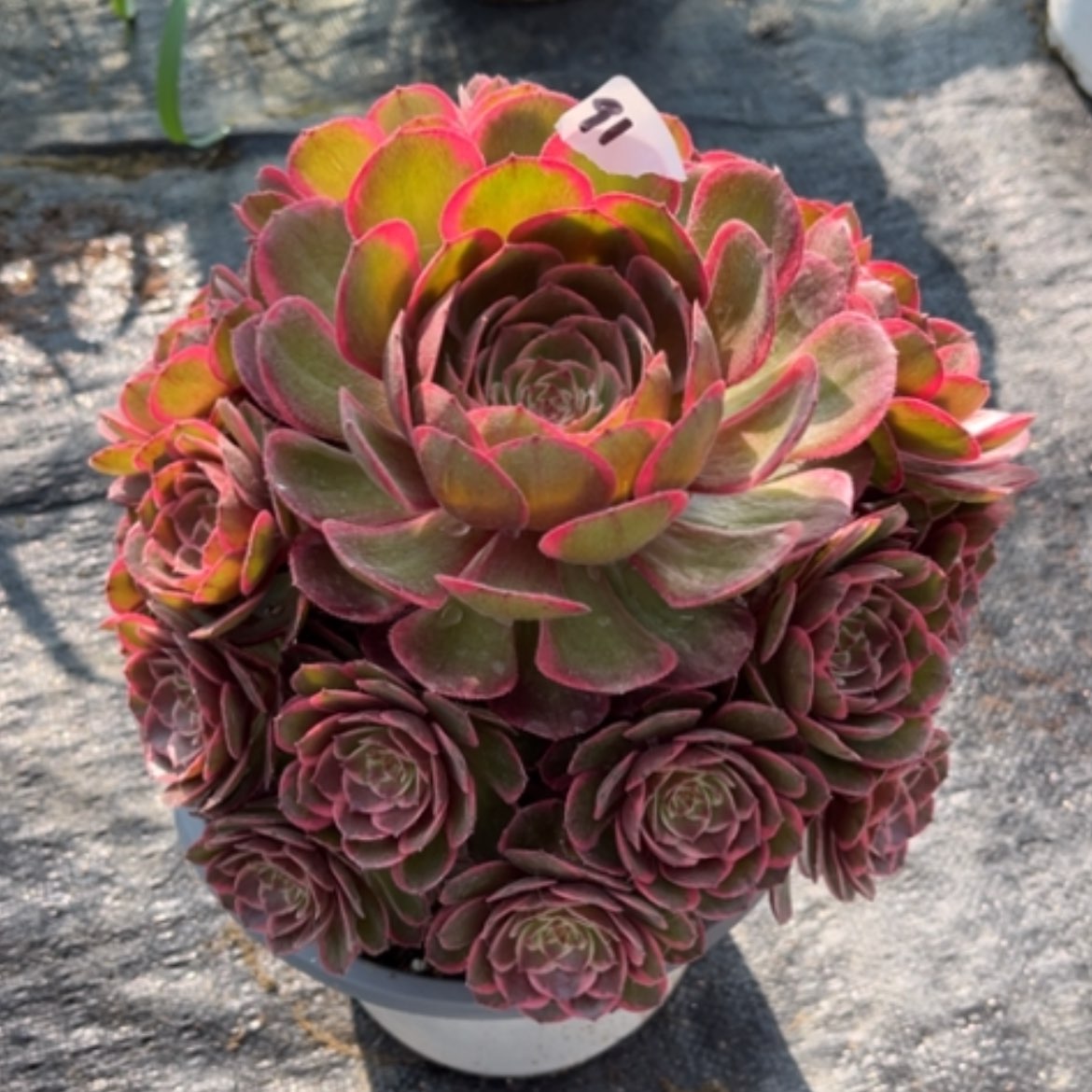 【闪购商品】91粉花妖多肉法师