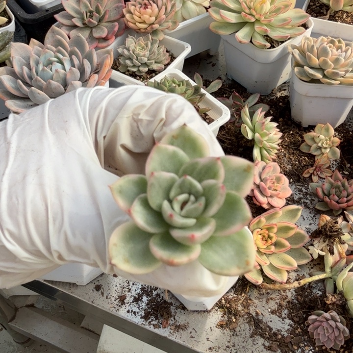 发光玫瑰锦多肉植物