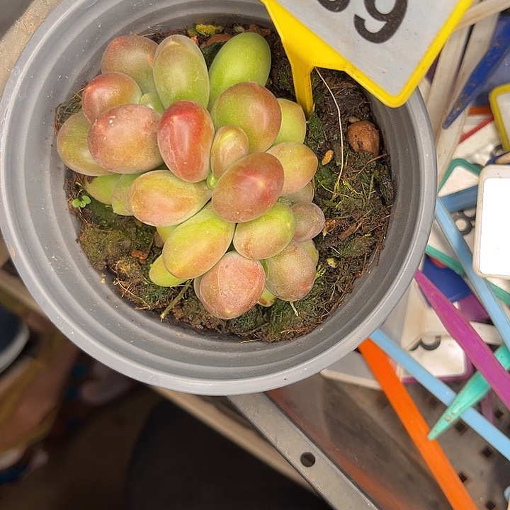 灿***言多肉植物南非王子989