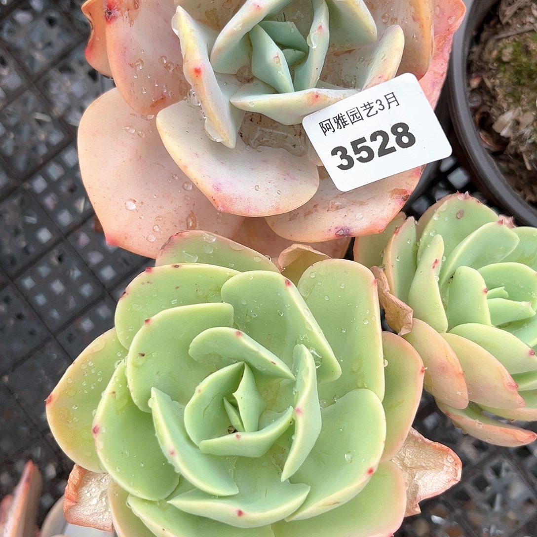 阿雅园艺。    3528