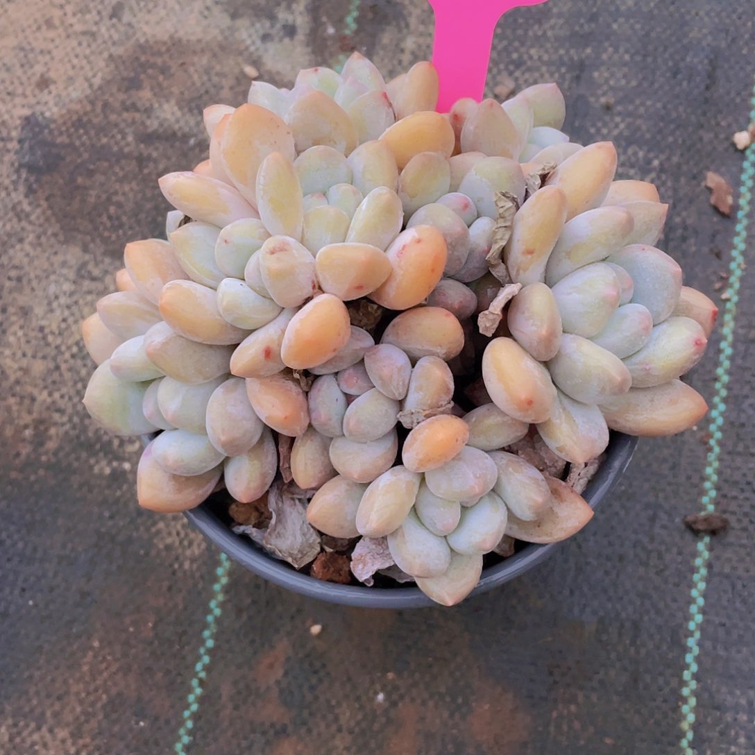 452号 老桩母本大香水