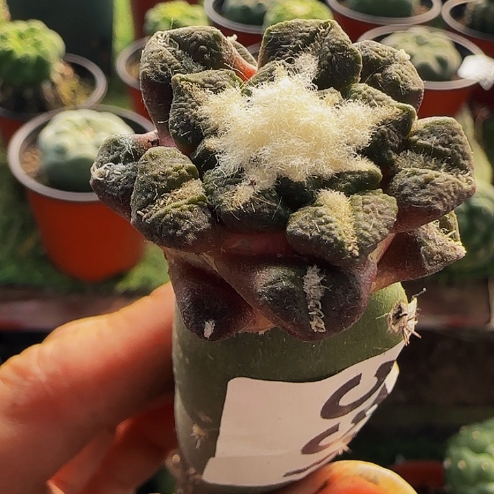 大尤黑551仙人球开花