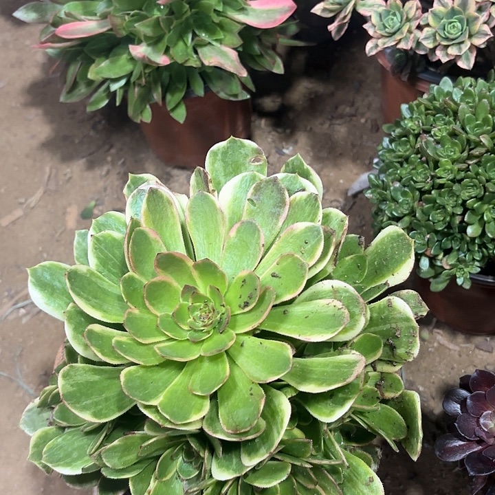 多肉植物法师半夏76