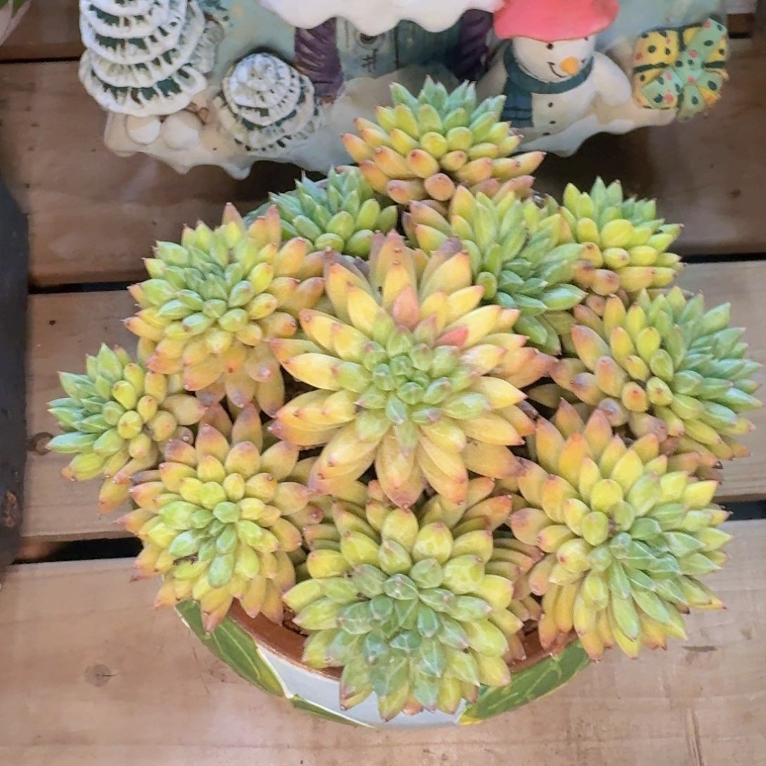 平***淡多肉植物和植物的生长发育规律