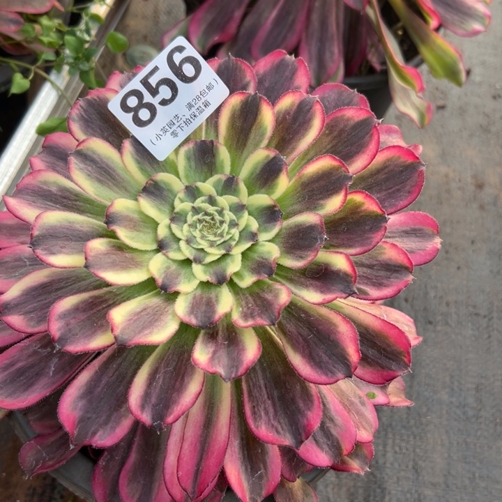 856多肉植物波澜