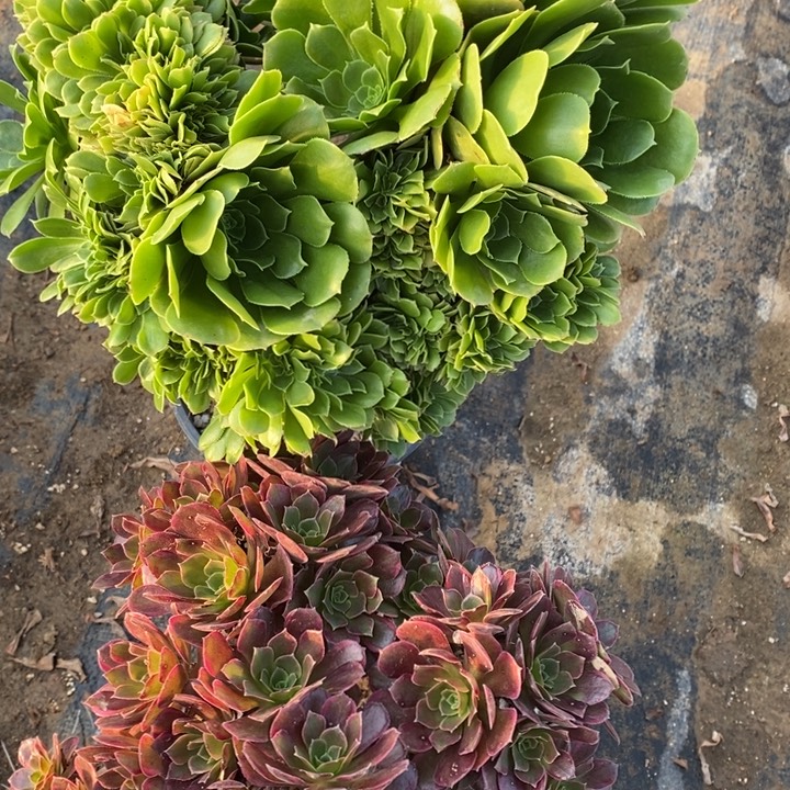 146号2棵法师111111