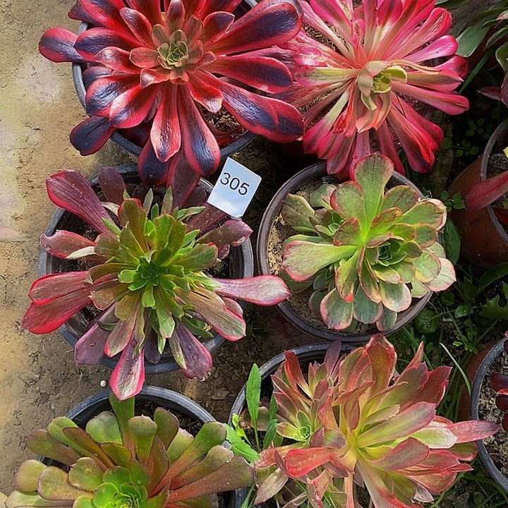 法师锦多肉组合305