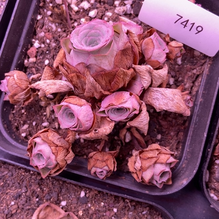 宏***志7419山地玫瑰花群