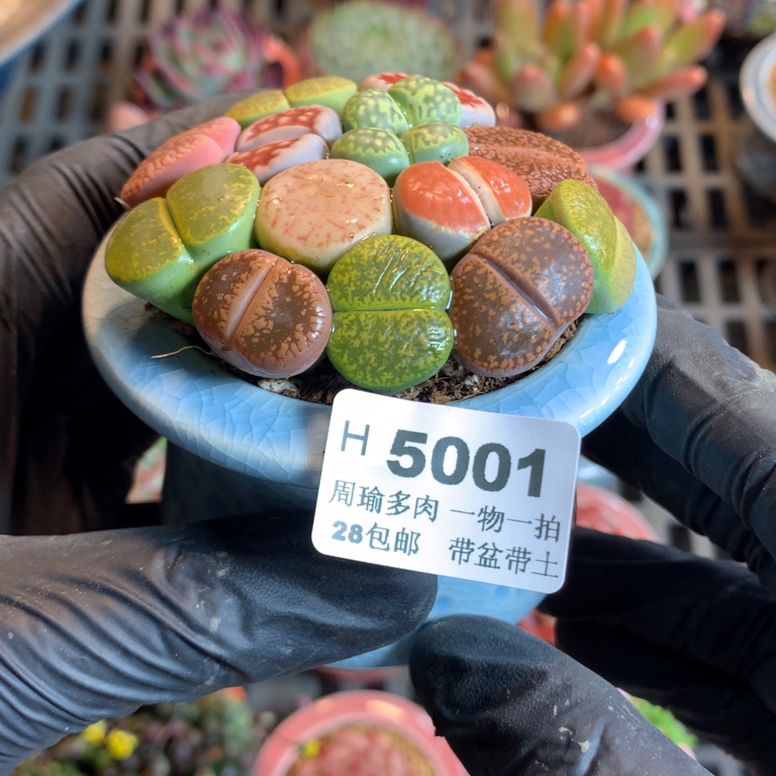 精控多肉植物5001