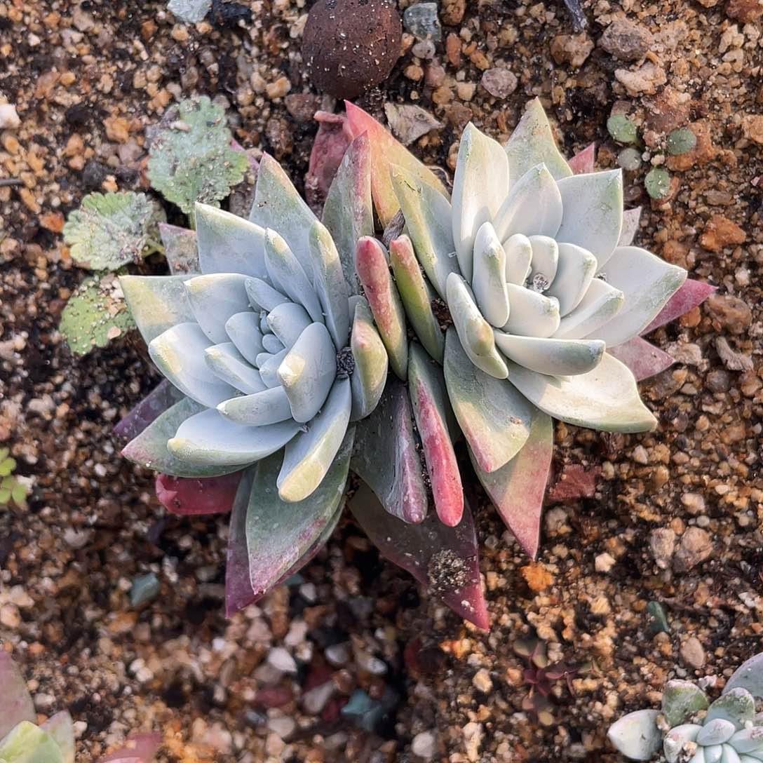 流丹白豪苹果叶sp