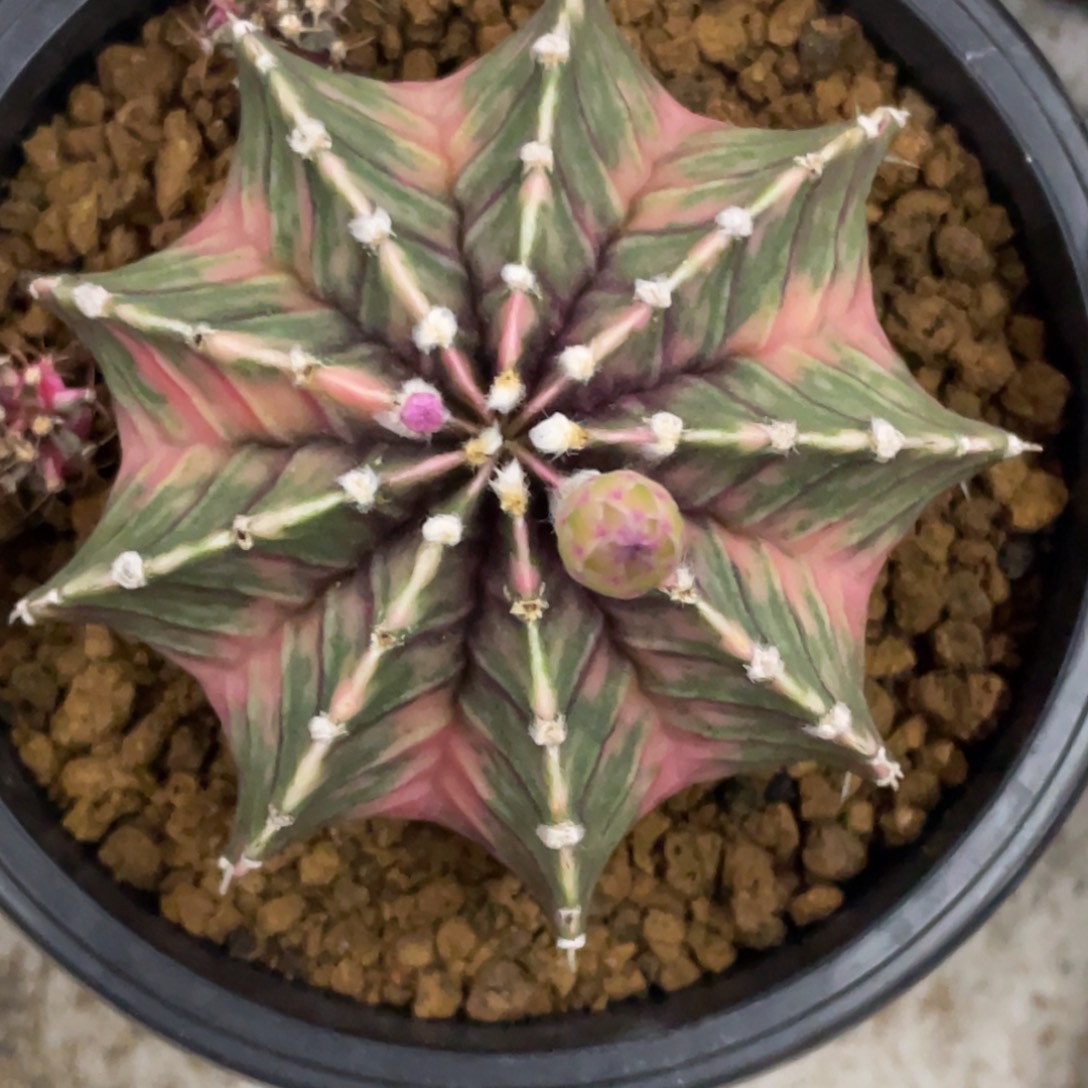 当前无花朵，栽培后可花朵粉臀肋骨锦