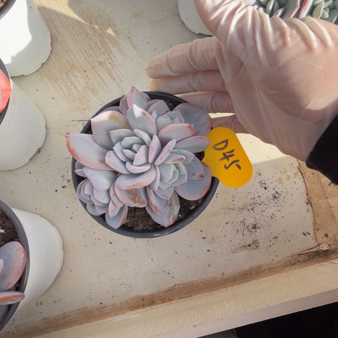 d45奶茶犹犹豫豫奶茶