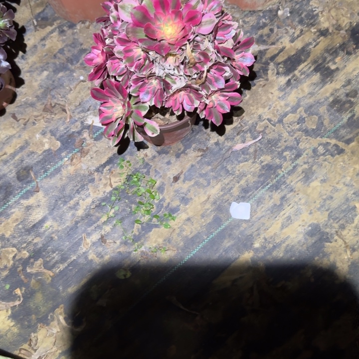 一单包邮不包侧枝47