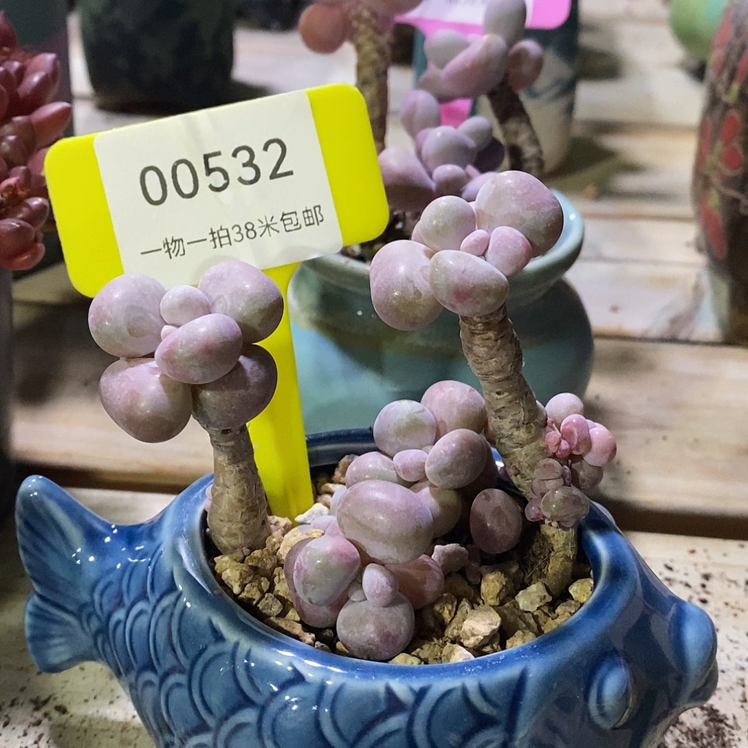 00532册图姐姐烤鱼蜗牛
