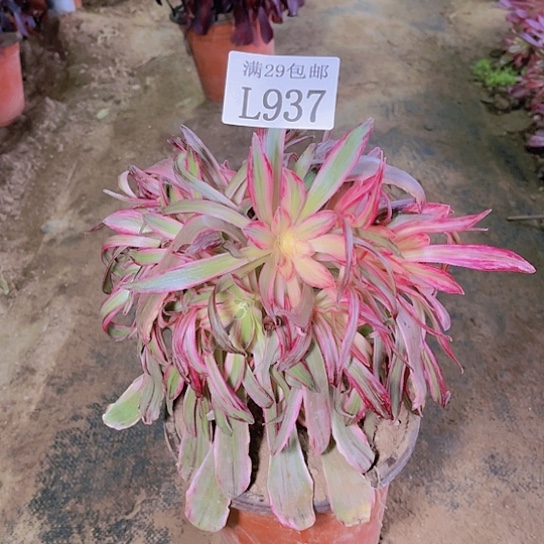 937V锦锦多肉植物