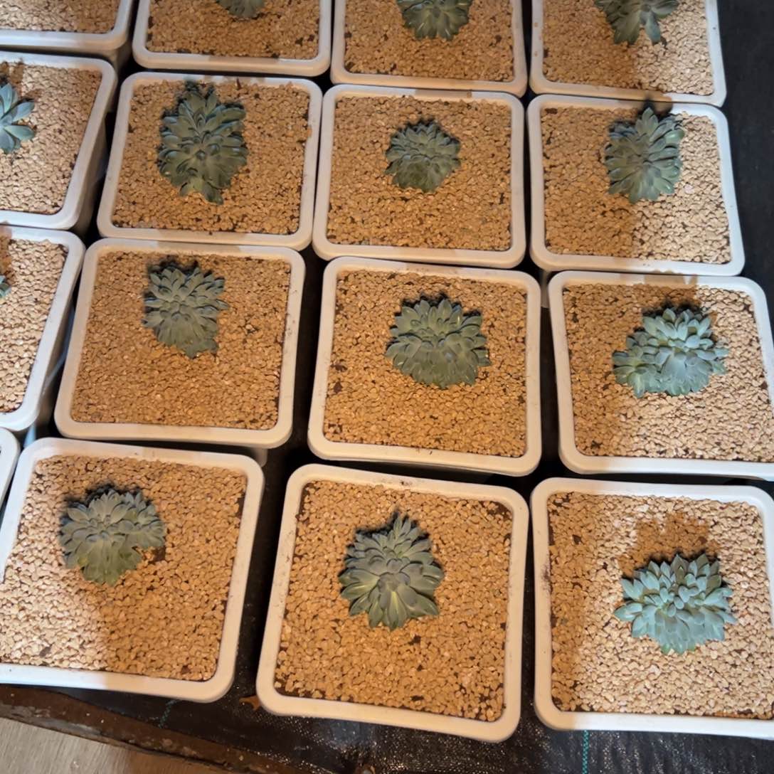 从***过一物一拍，哥特缀打包