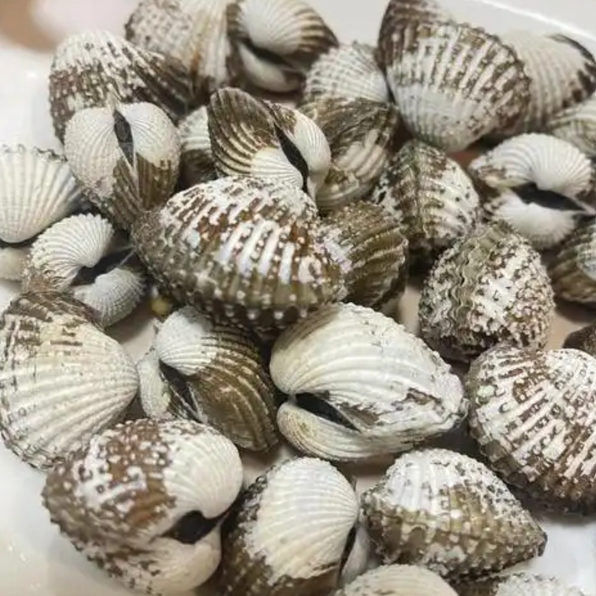 鲜活 血蛤500g  辣炒 白灼 生腌必备贝类海鲜