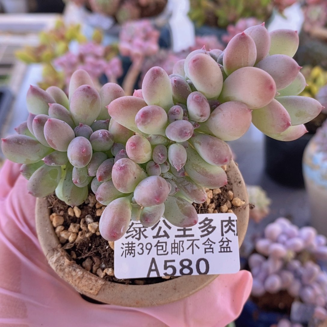 苹果奶8cm580多肉
