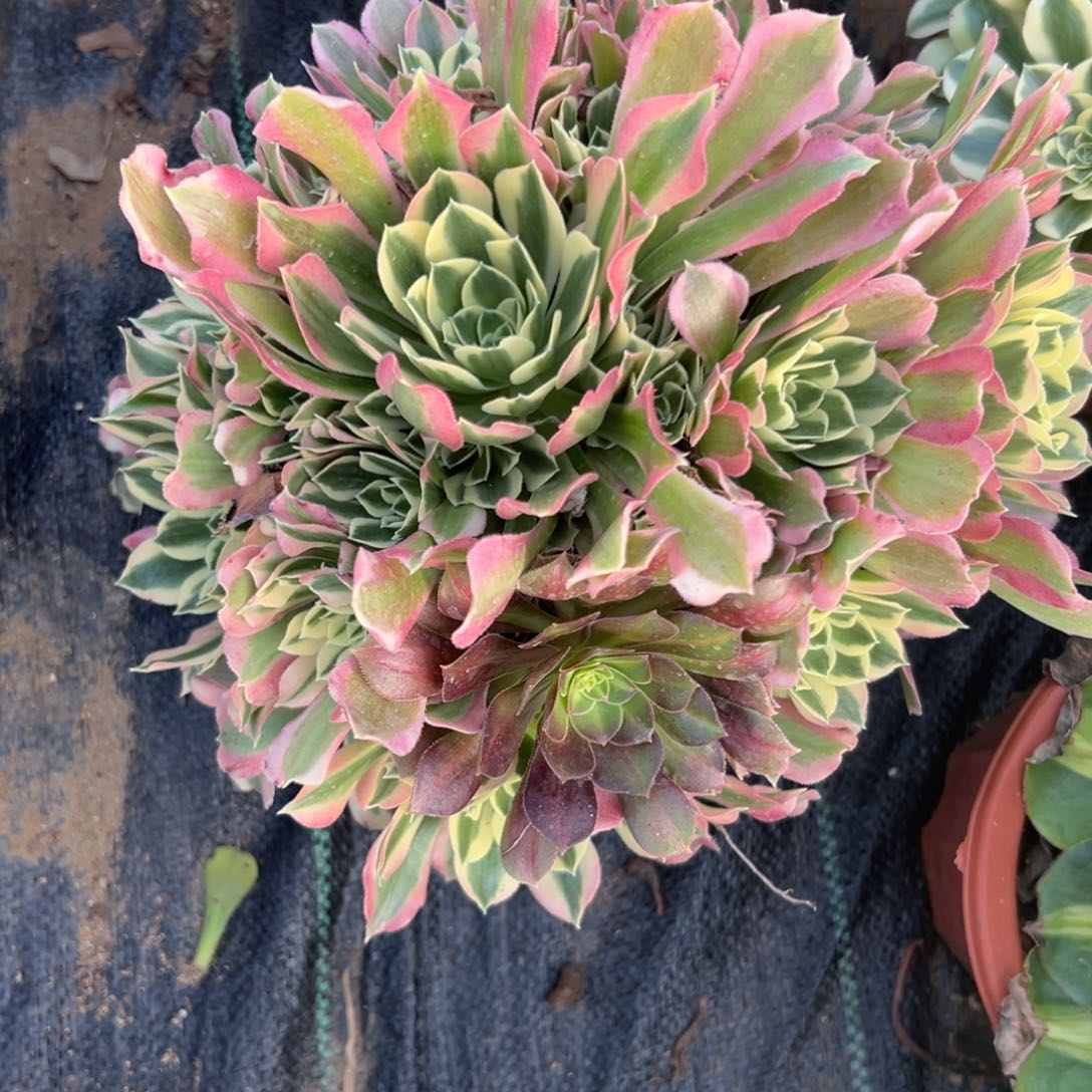 多肉植物白凤老庄